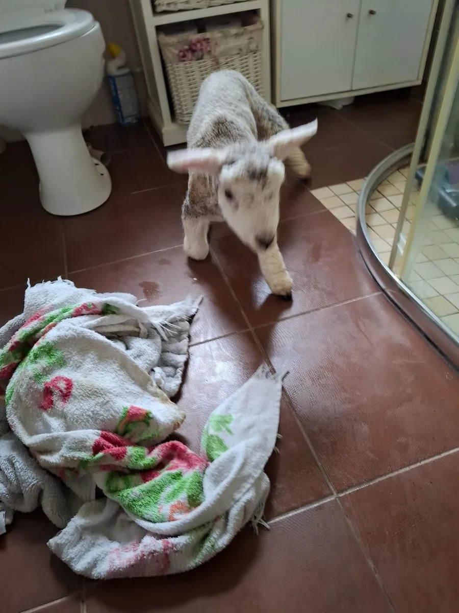 Pet lamb