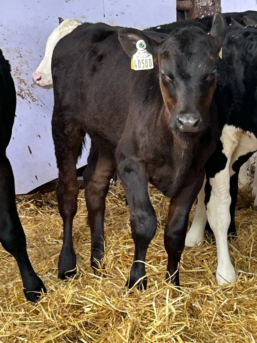 9 TOP QUALITY TWO AND A HALF MONTH OLD HEIFERS - Image 1