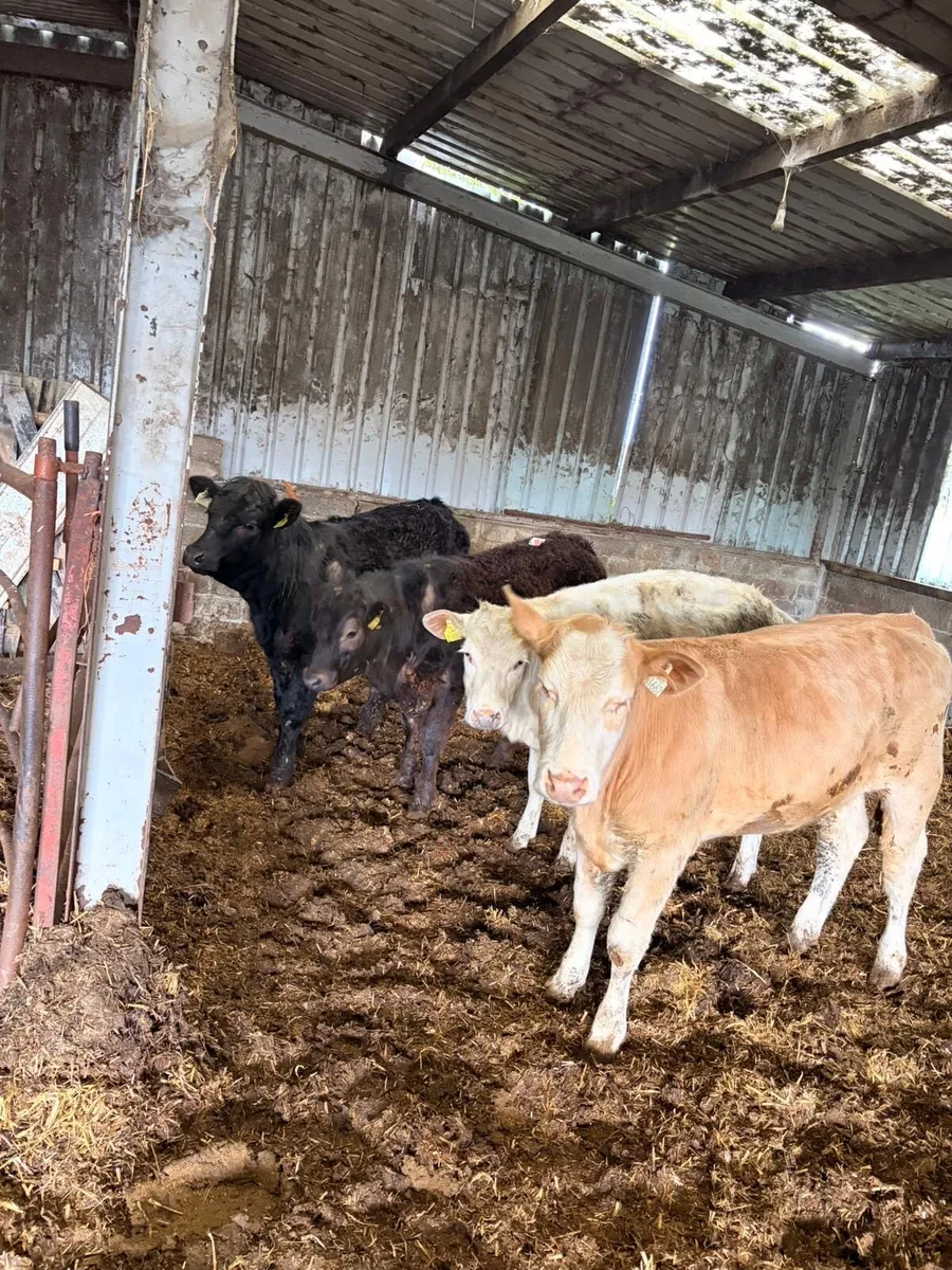 4 Smashing Weanling Heifers - Image 4