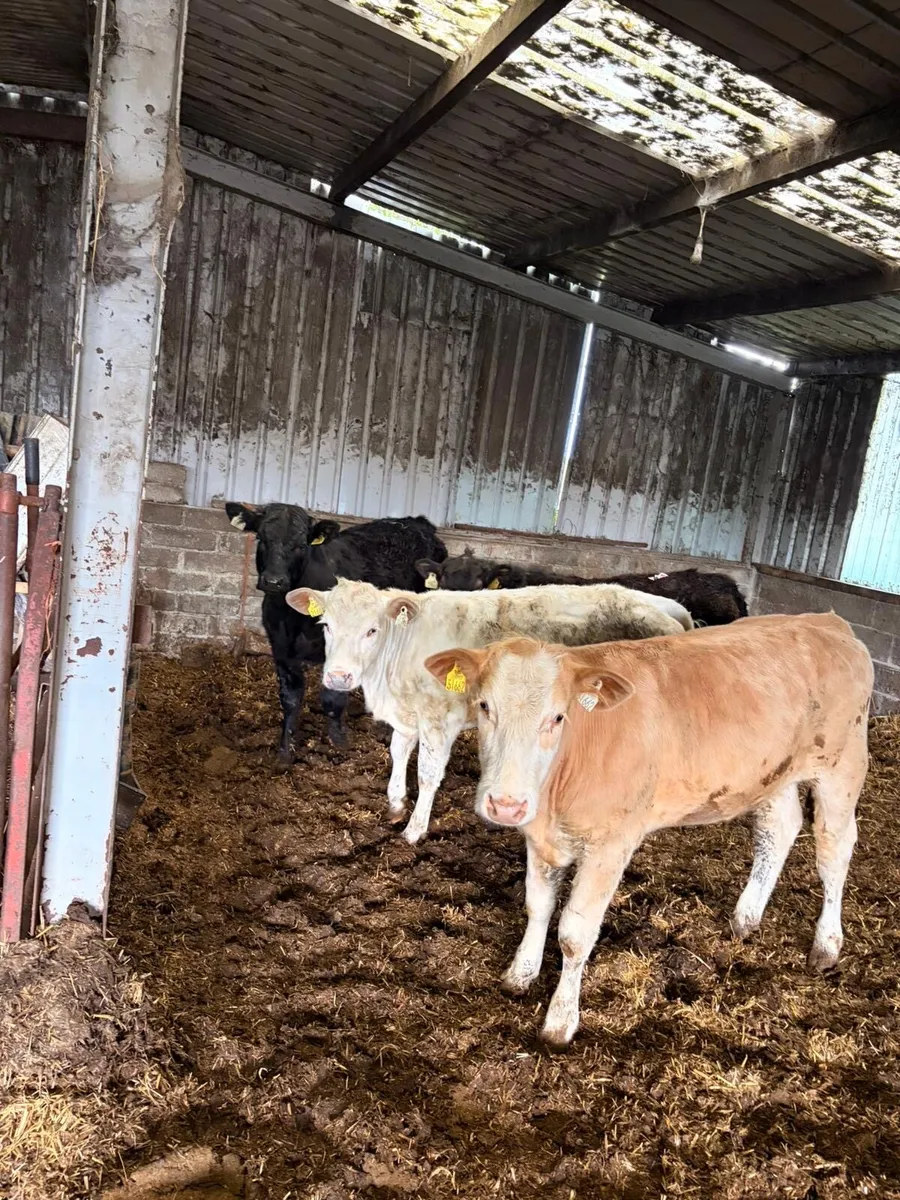 4 Smashing Weanling Heifers - Image 1