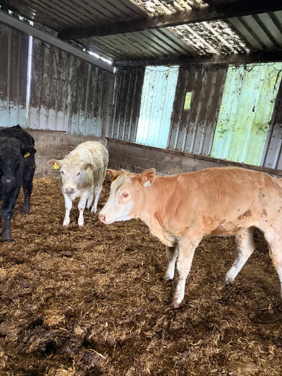 4 Smashing Weanling Heifers - Image 2