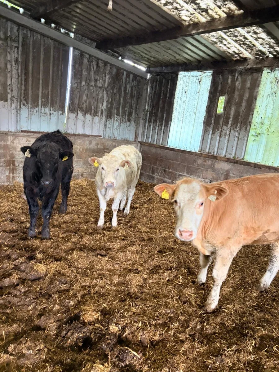 4 Smashing Weanling Heifers - Image 3