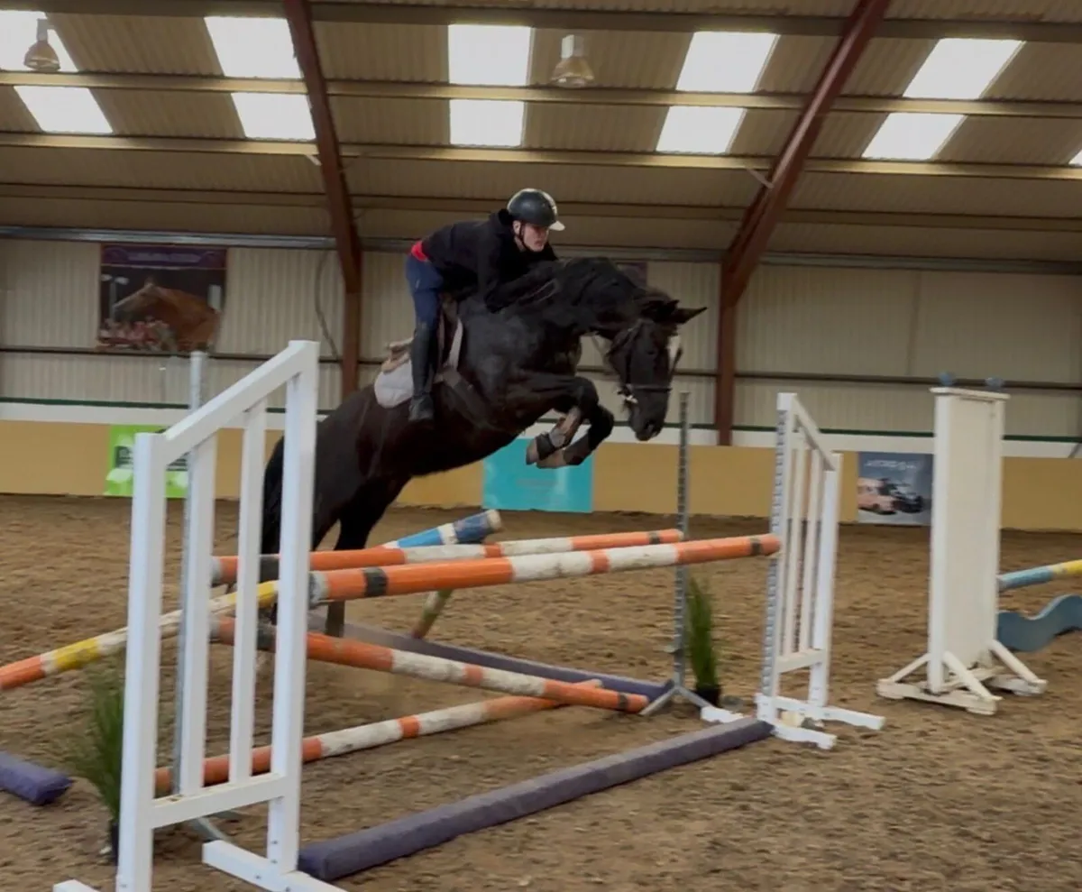 Horse - Image 3