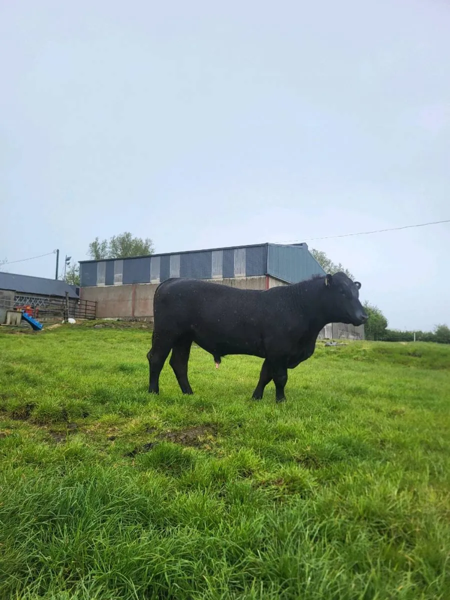 AA bull for lease/sale - Image 2