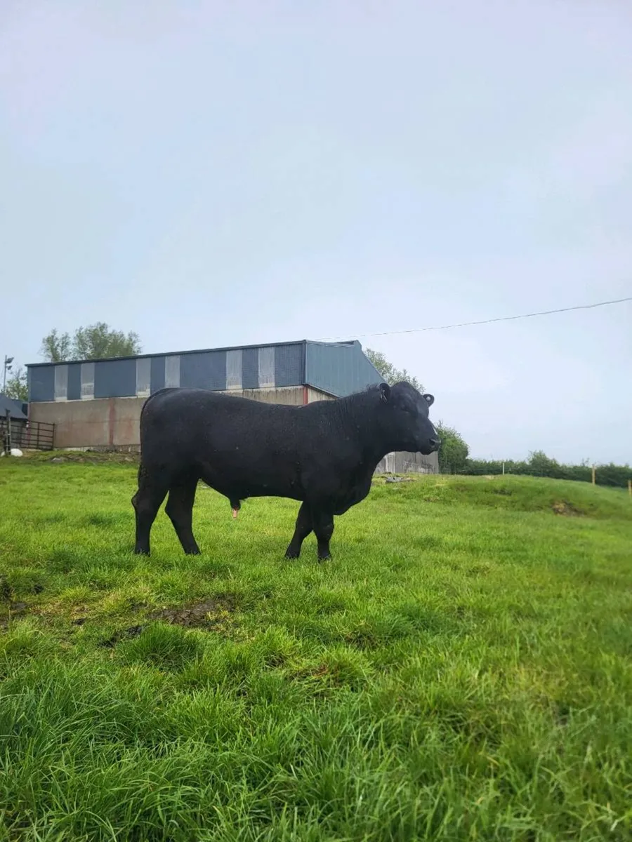 AA bull for lease/sale - Image 3
