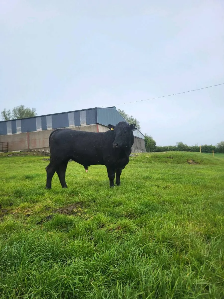 AA bull for lease/sale - Image 4