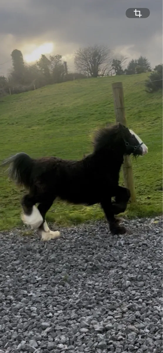 Small Heavy Filly - Image 2
