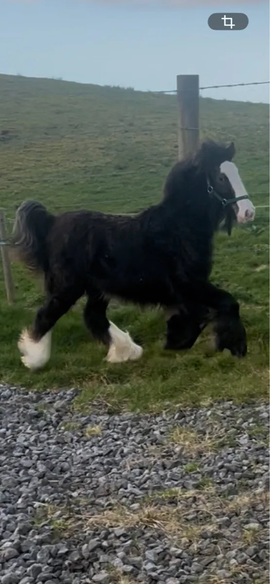 Small Heavy Filly - Image 1