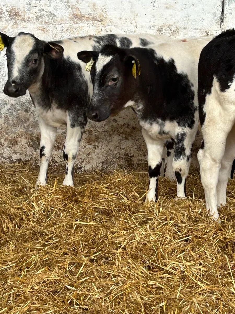 4 EXCEPTIONAL QUALITY BELGIUM BLUE RUNNERS - Image 1