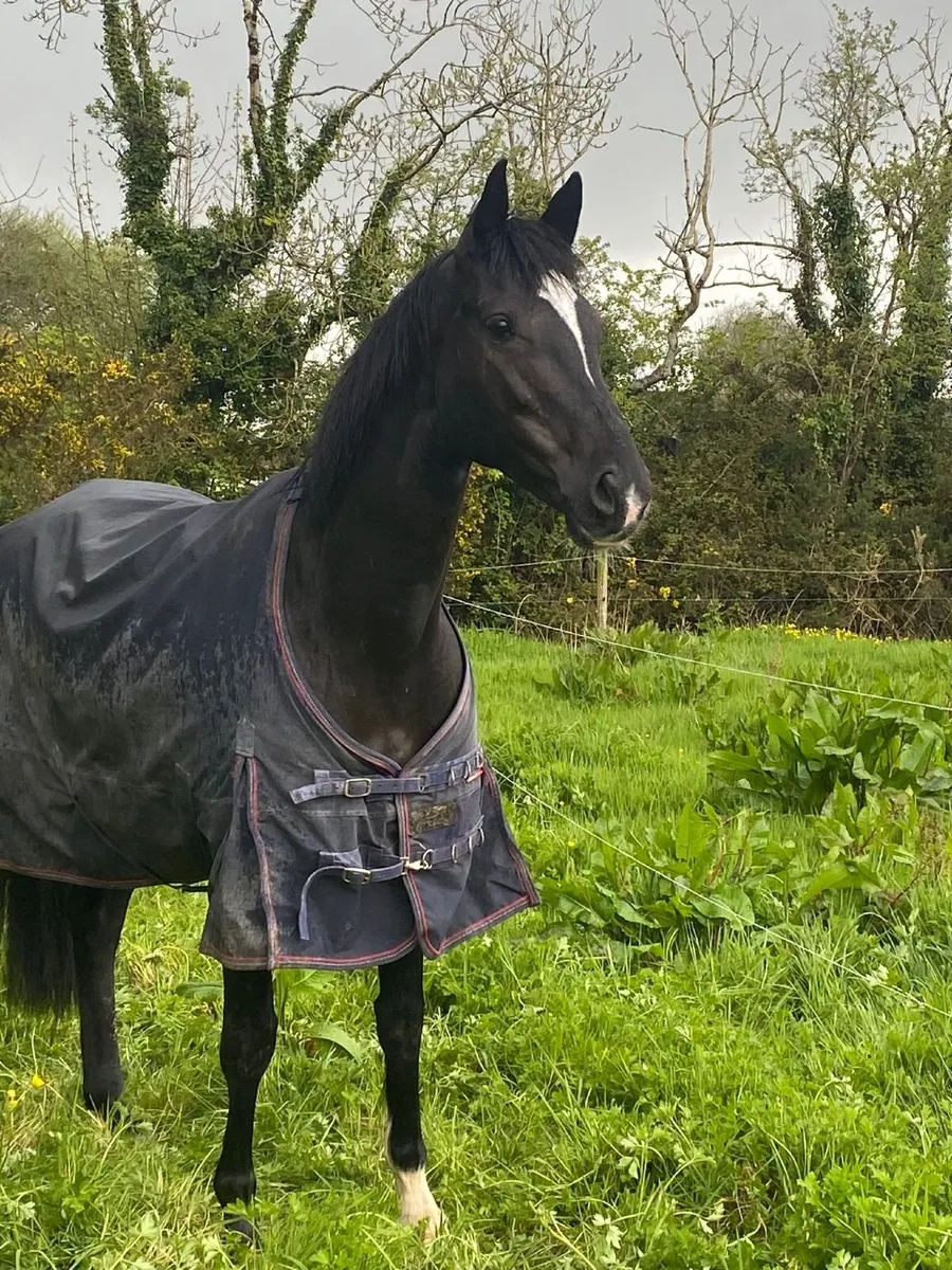 Horse - Image 3