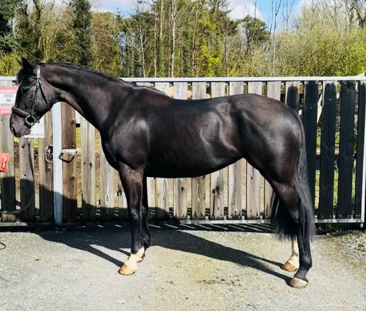 Horse - Image 4