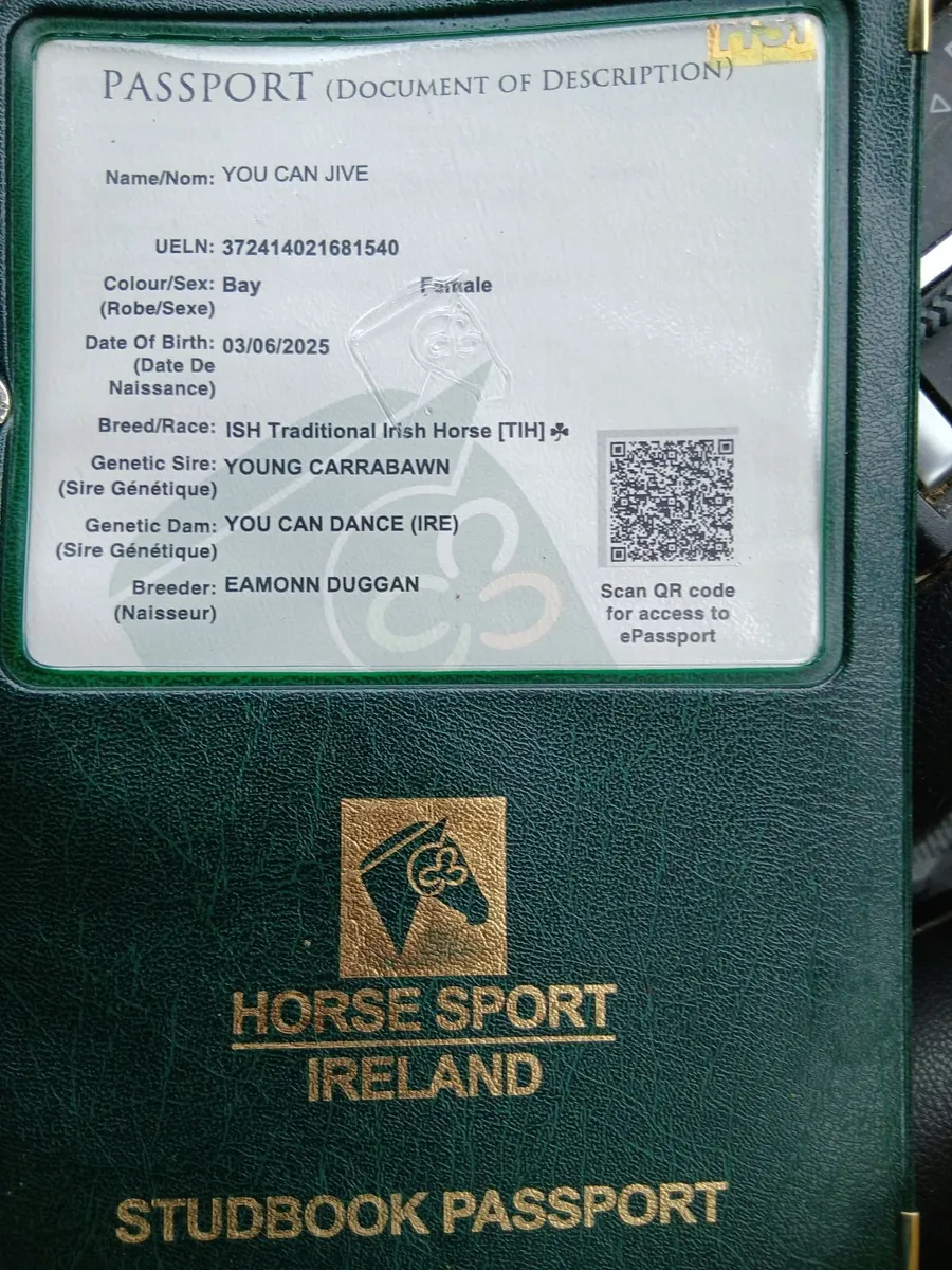 Exceptional Young Carrabawn Filly - Image 1