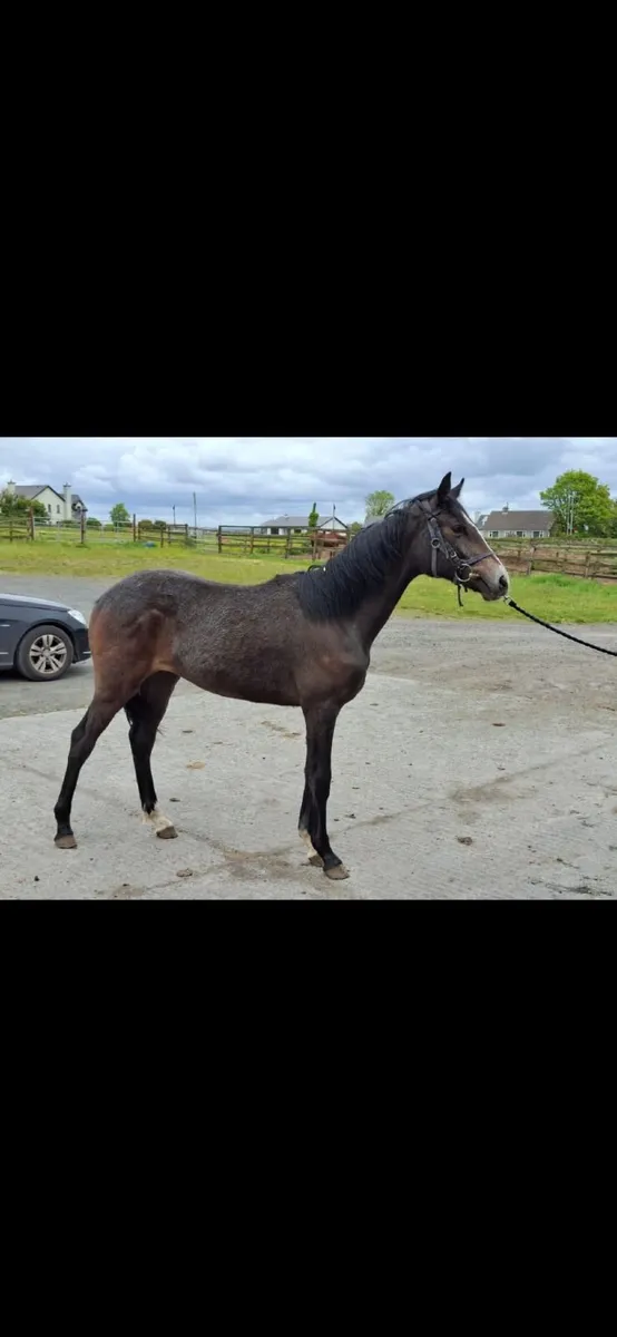 Exceptional Young Carrabawn Filly - Image 2