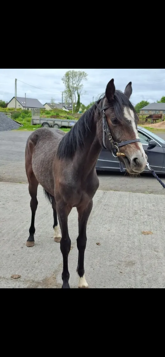 Exceptional Young Carrabawn Filly - Image 3