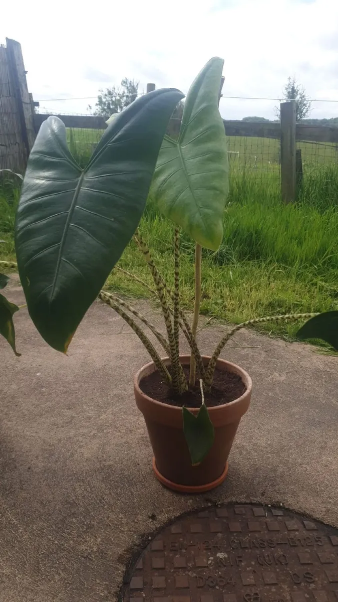 Four plants - Image 2