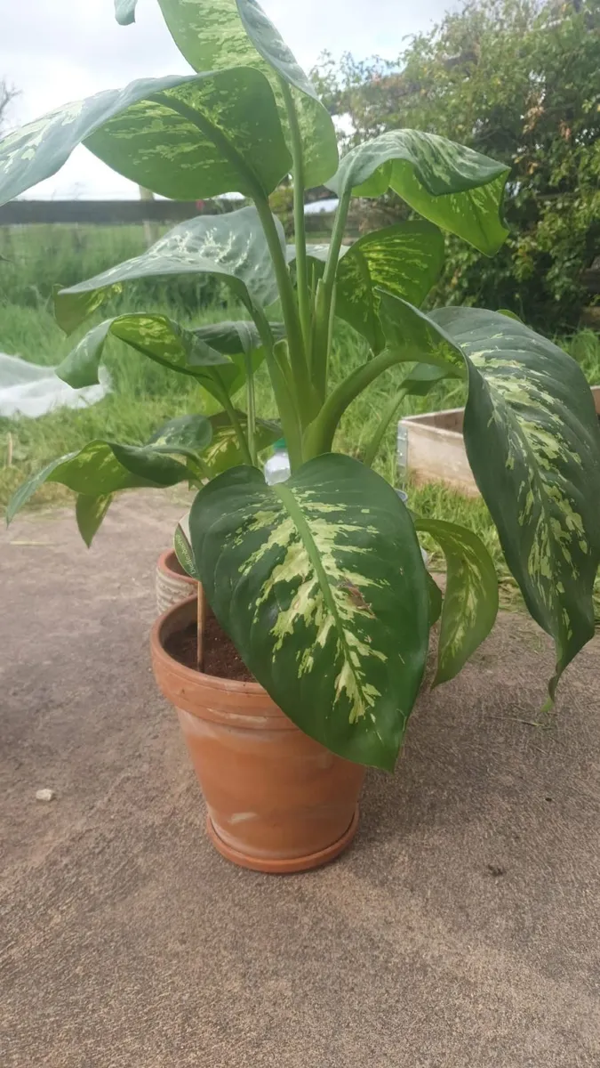 Four plants - Image 3