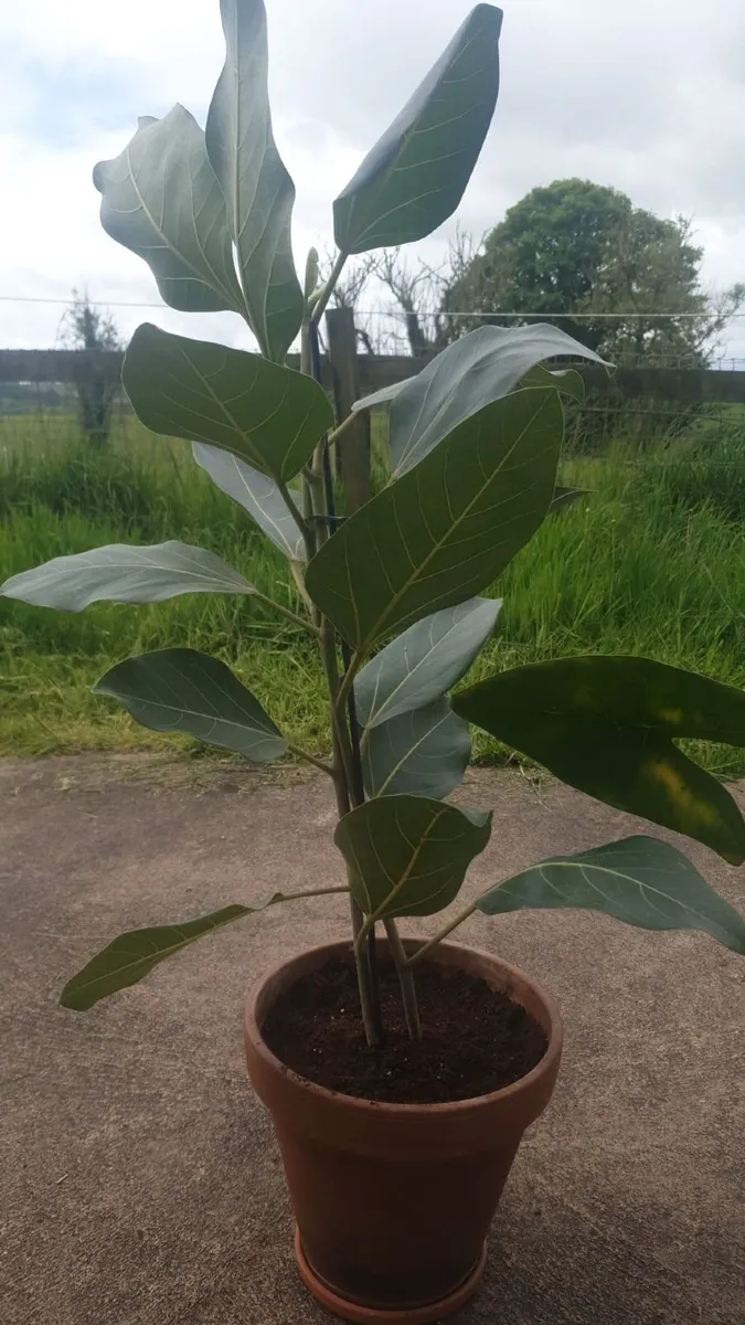 Four plants - Image 4