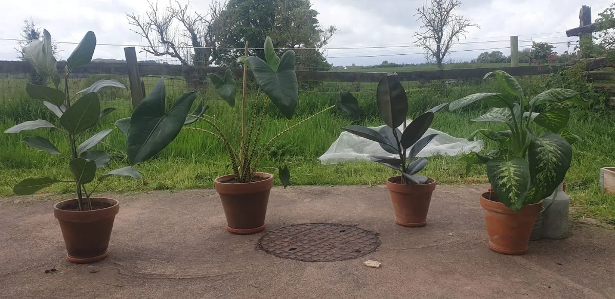 Four plants - Image 1