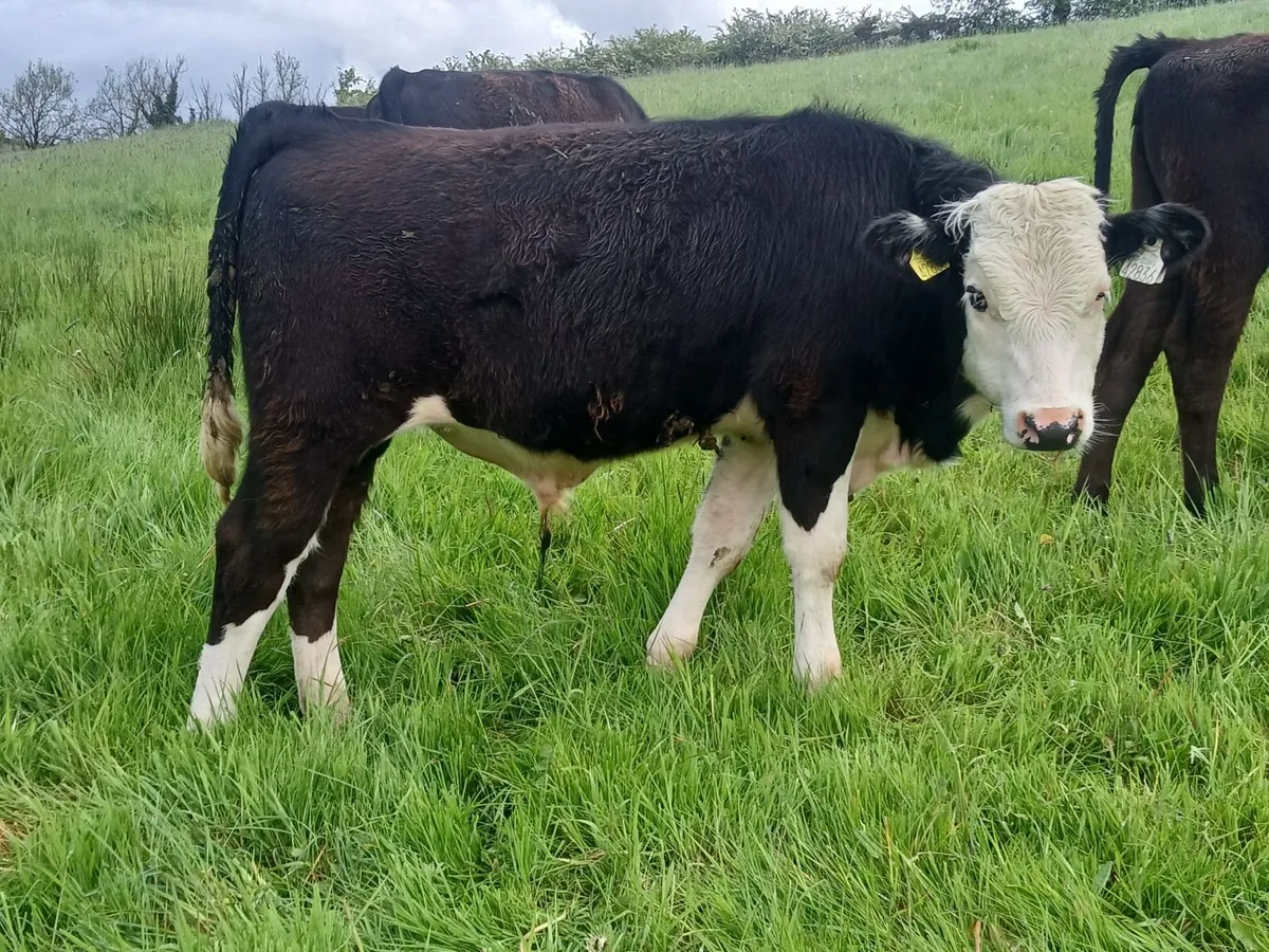 Three Weanling Bulls - Image 1