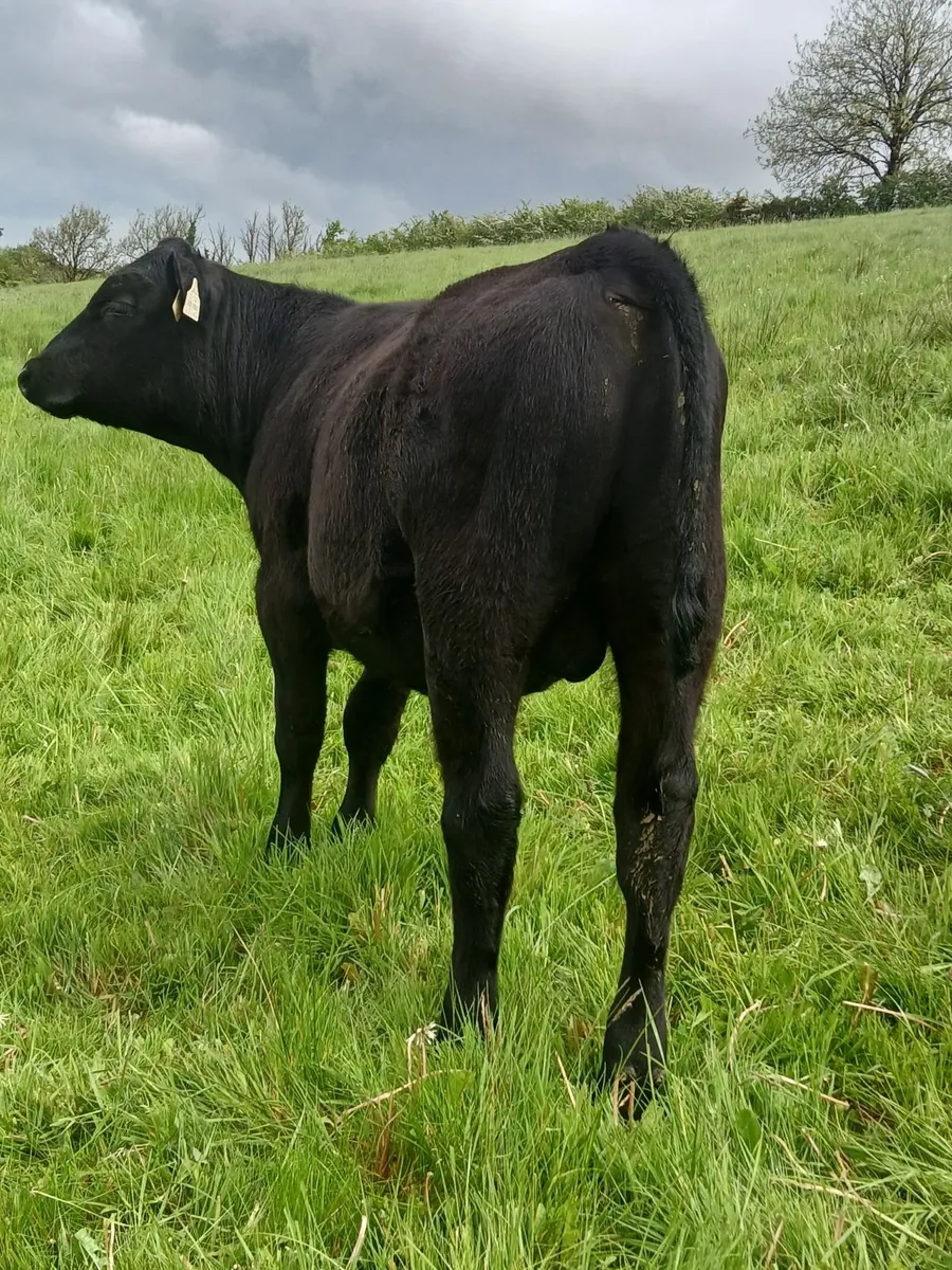 Three Weanling Bulls - Image 2