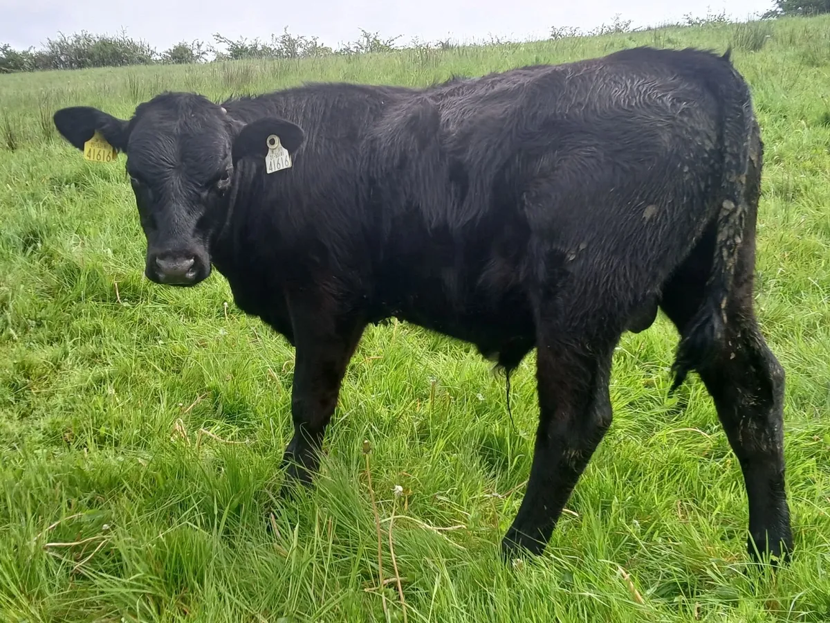 Three Weanling Bulls - Image 3