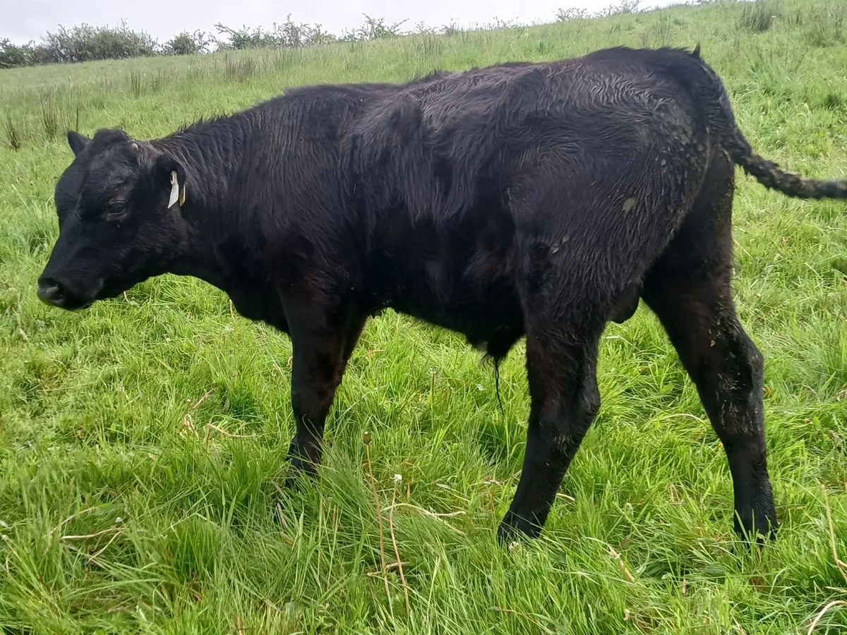 Three Weanling Bulls - Image 4