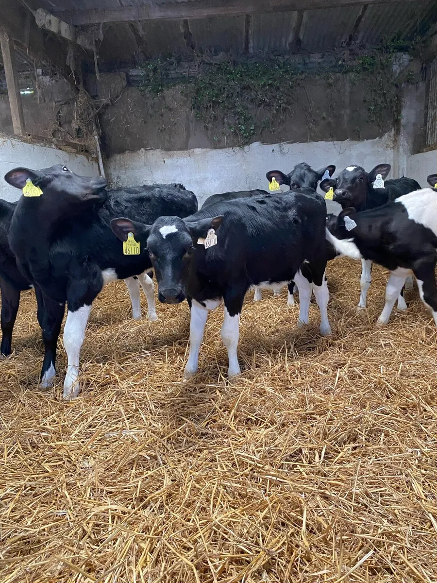 10 Fr heifer calves - Image 1