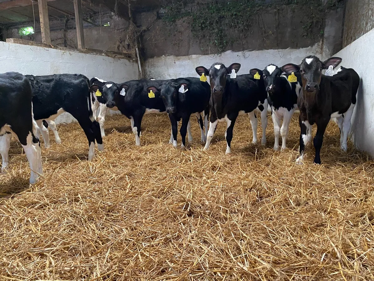 10 Fr heifer calves - Image 3