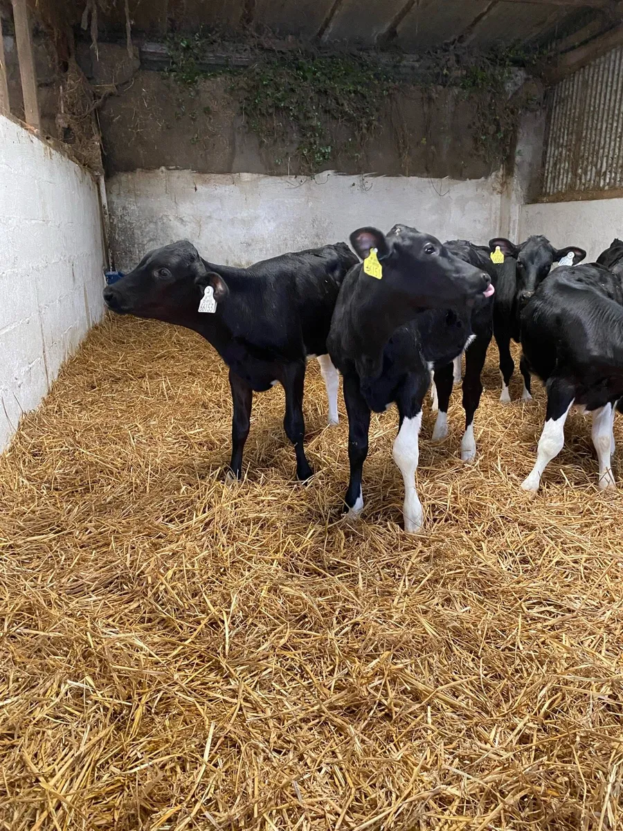 10 Fr heifer calves - Image 4
