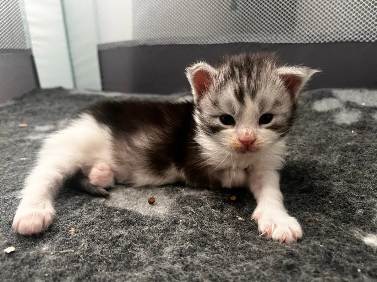 Chunky Maine Coon kitten - Image 1