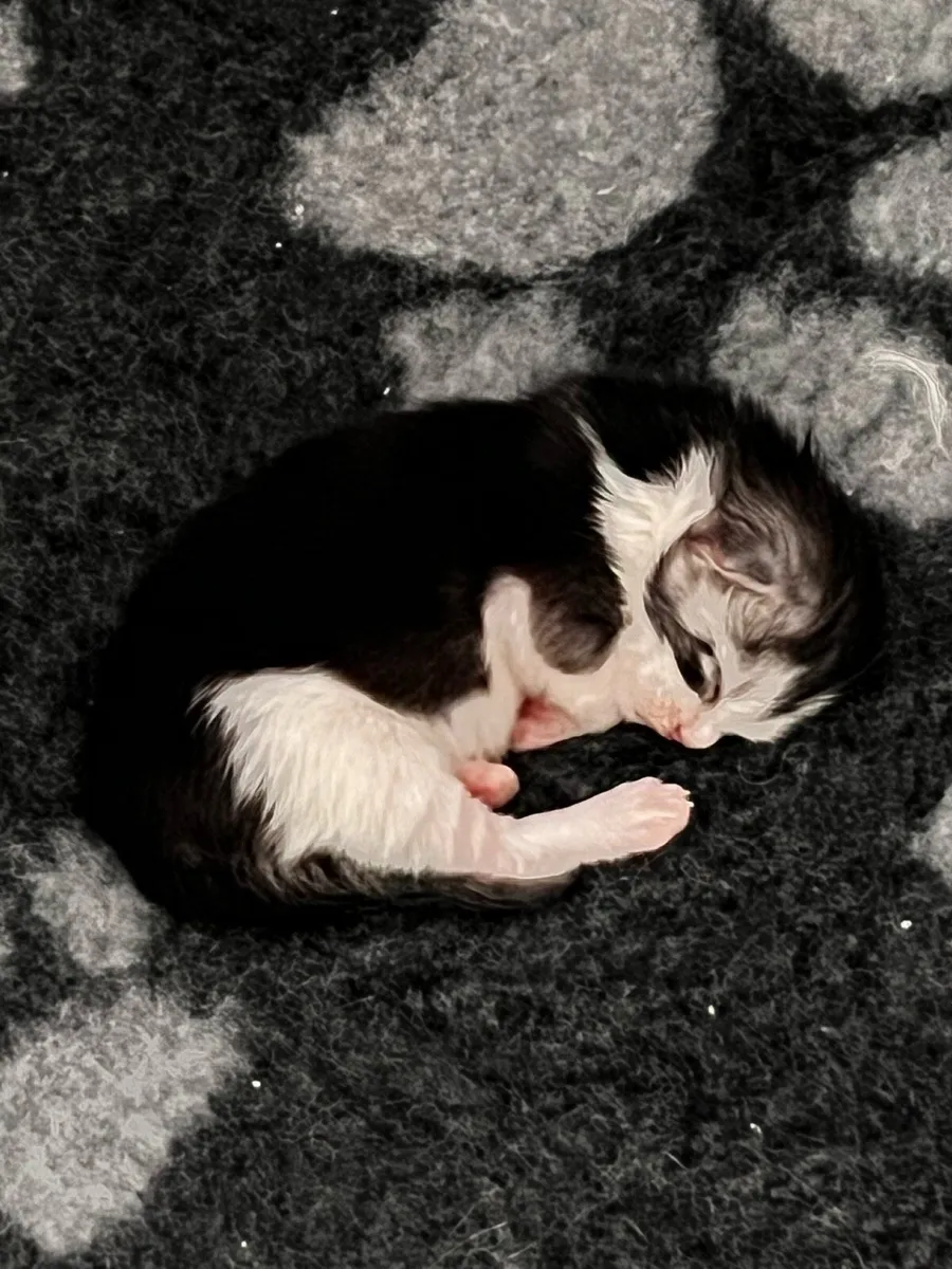 Chunky Maine Coon kitten - Image 4