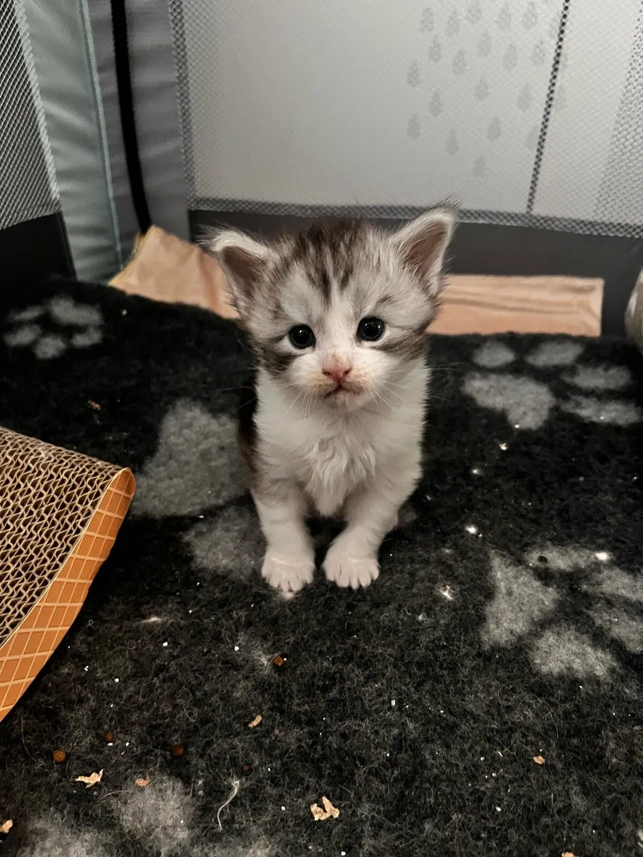 Chunky Maine Coon kitten - Image 2