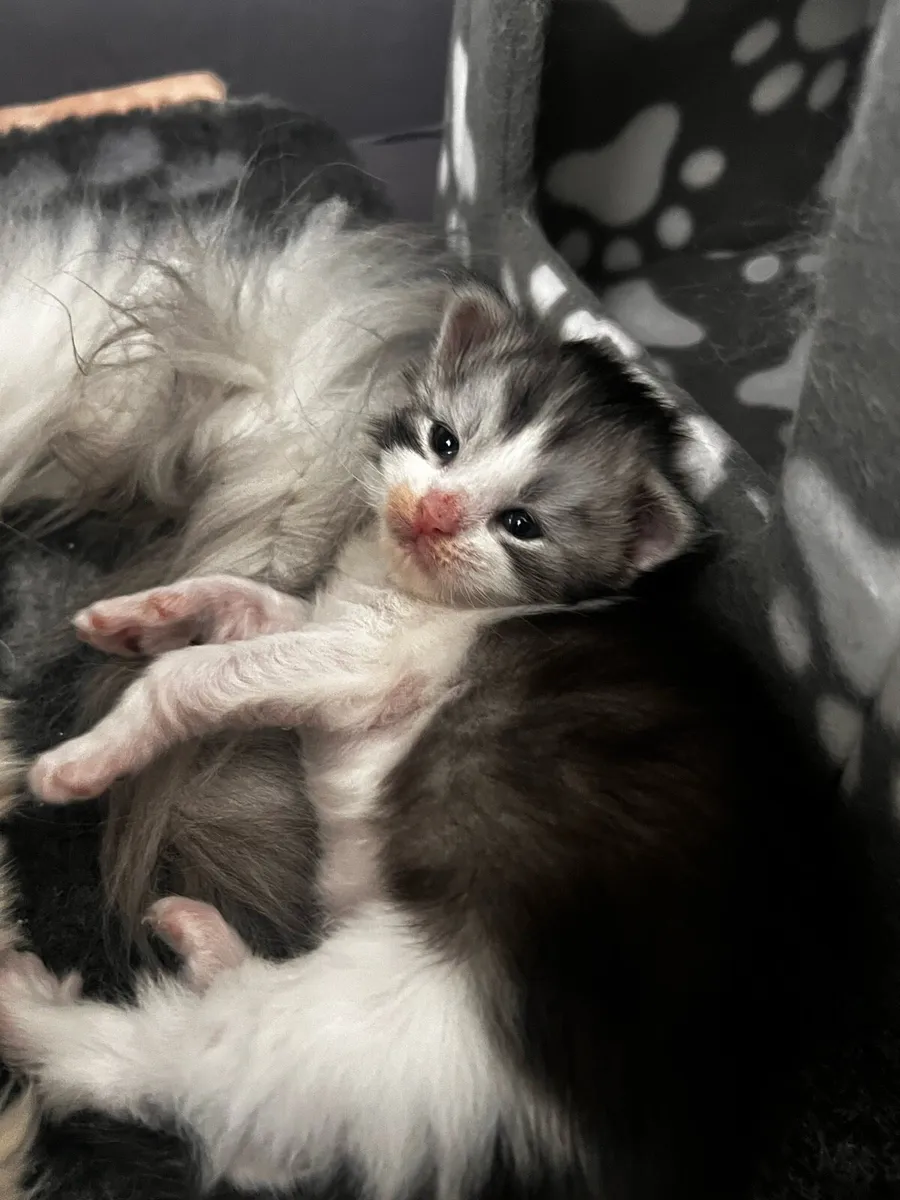 Chunky Maine Coon kitten - Image 3