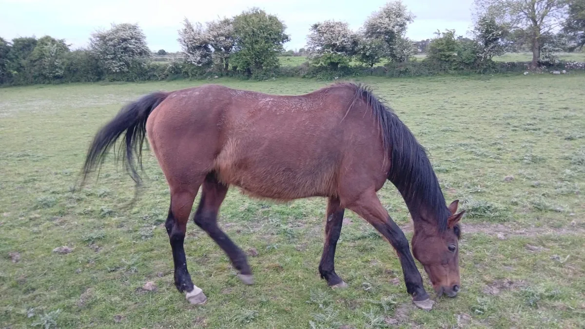 T.B. Mare for sale - Image 1
