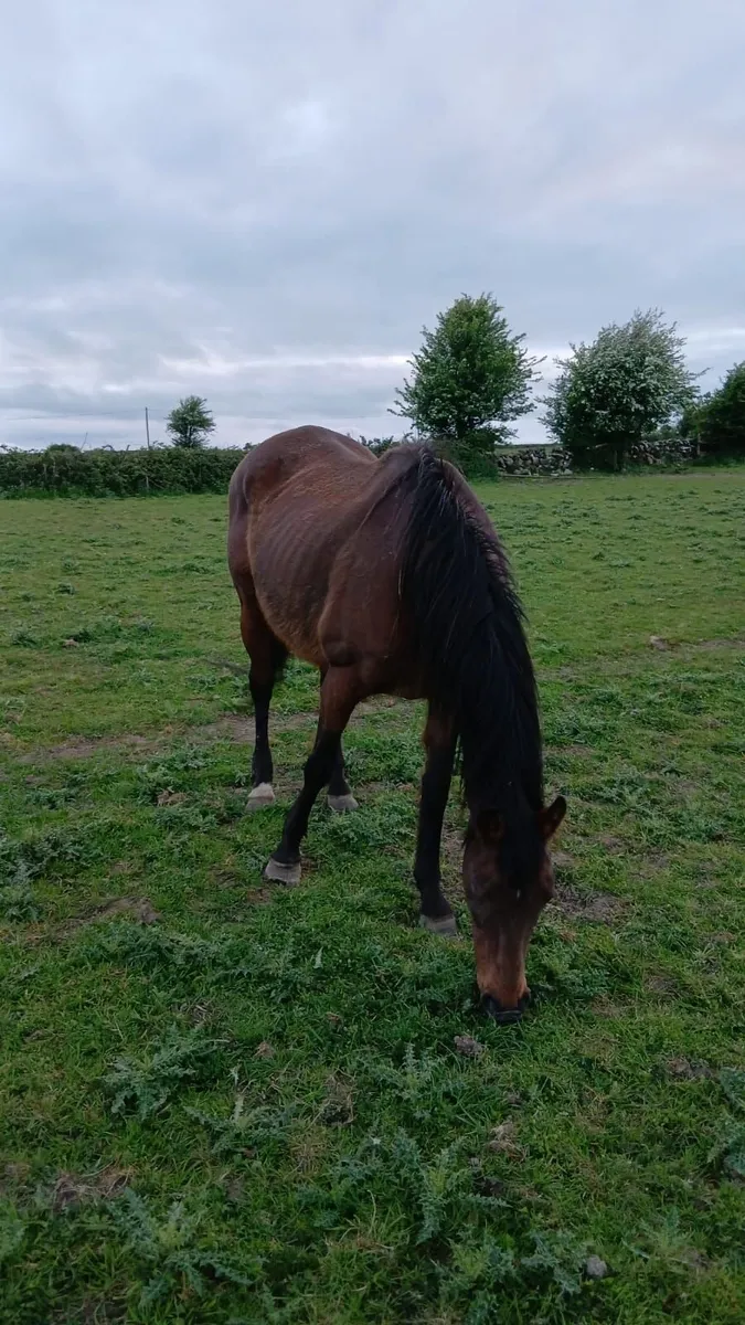 T.B. Mare for sale - Image 3