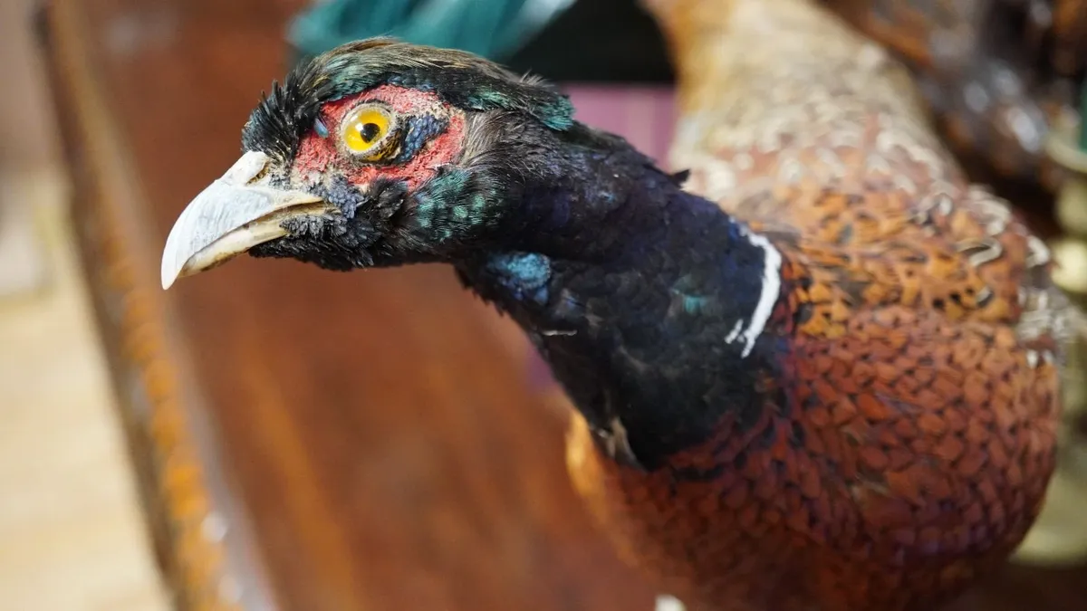 Taxidermy Pheasant Mount - Image 4