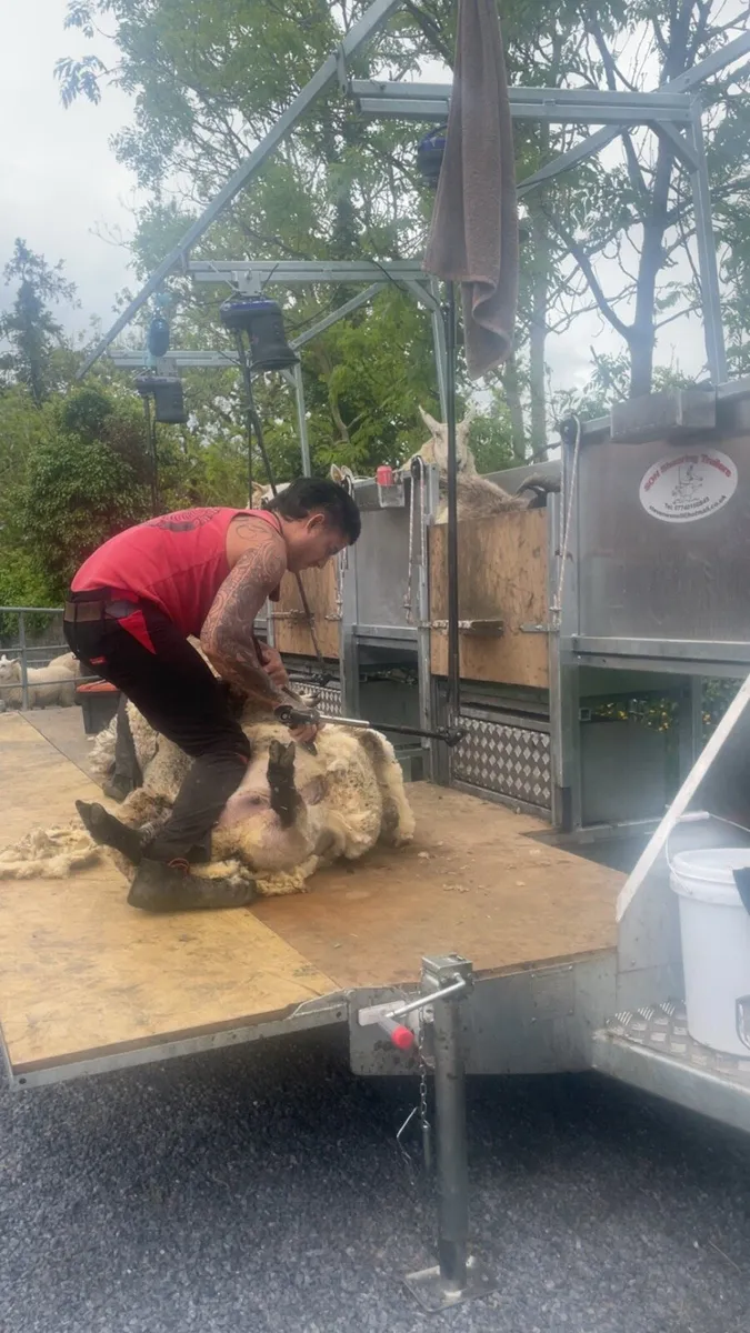 Sheep shearing - Image 3
