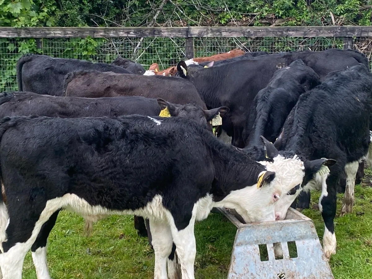 20 Reared Bull Calves ( No Moves ) - Image 3