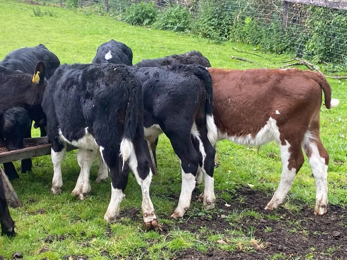 20 Reared Bull Calves ( No Moves ) - Image 4