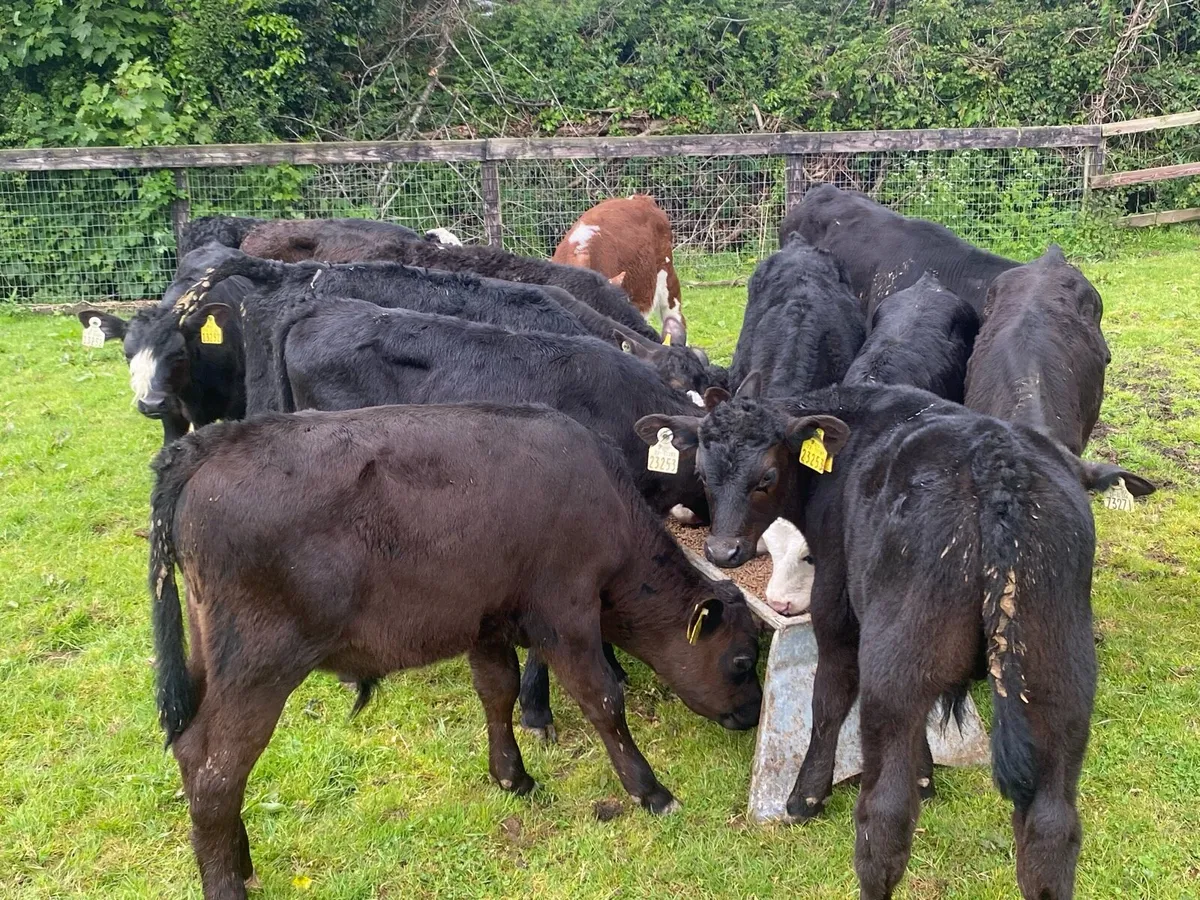20 Reared Bull Calves ( No Moves ) - Image 2