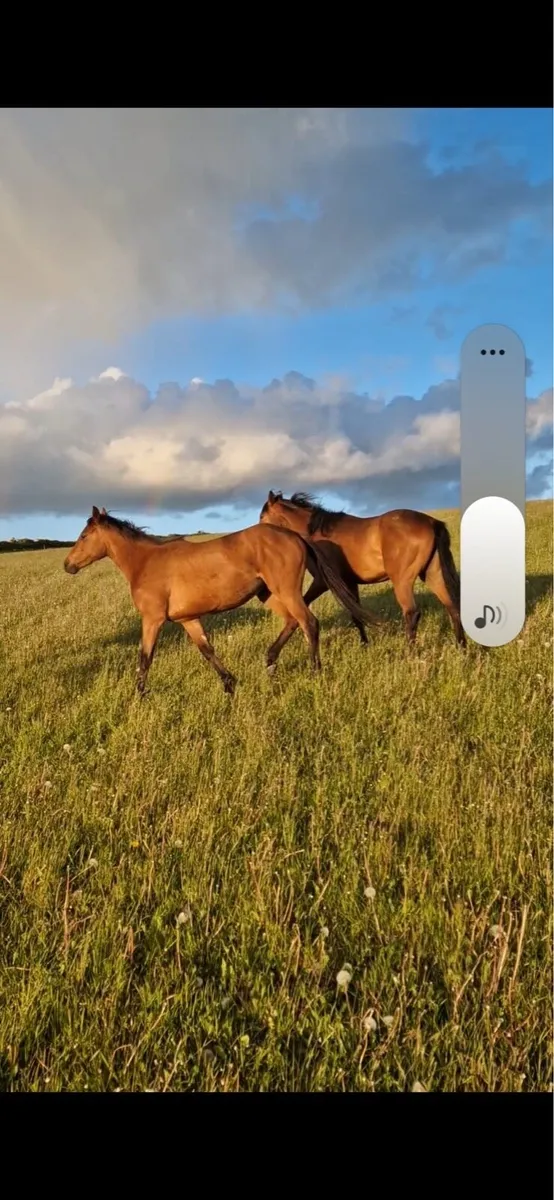 Horses - Image 2
