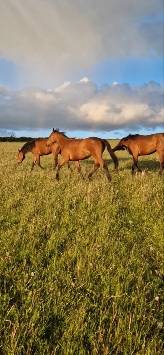 Horses - Image 3