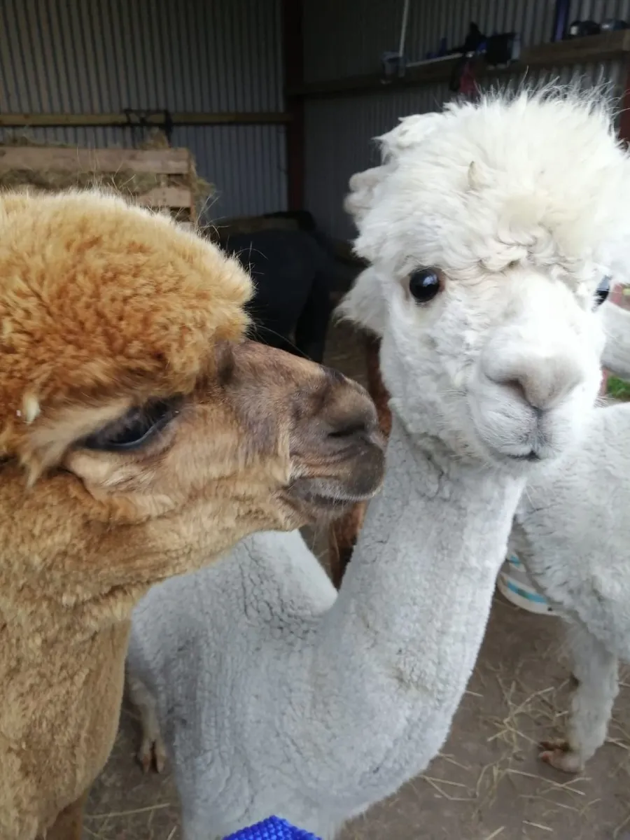 Deerpark Alpacas have a small alpaca herd for sale - Image 3