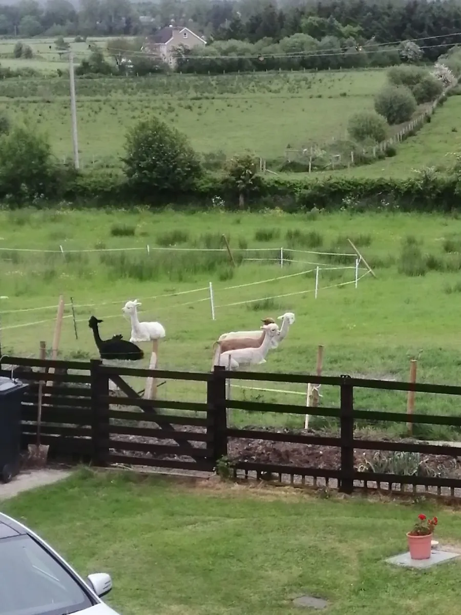Deerpark Alpacas have a small alpaca herd for sale - Image 4