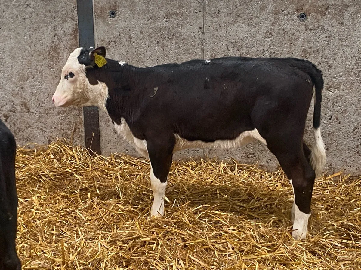 22 Heifers Feb/March Born - Image 2