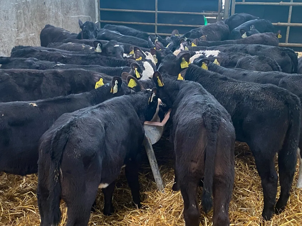 22 Heifers Feb/March Born - Image 3