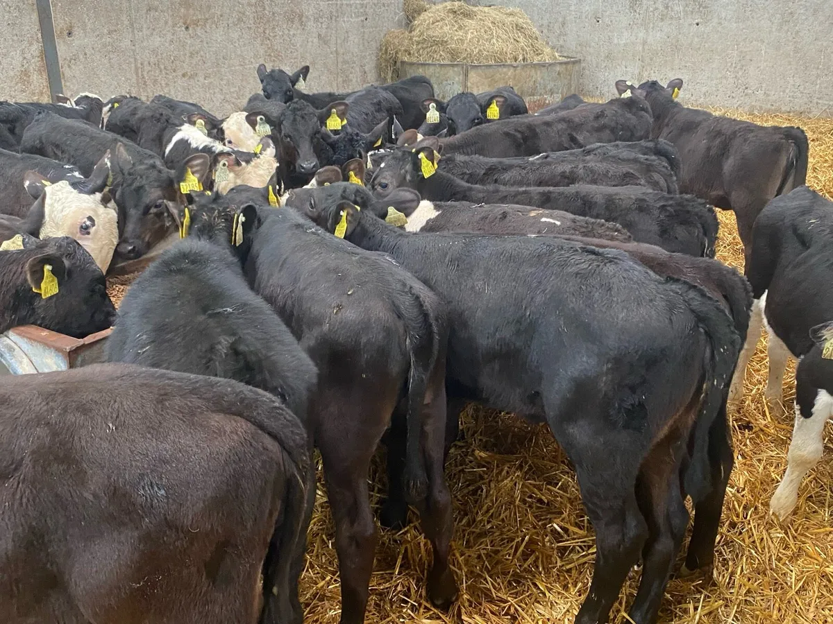 22 Heifers Feb/March Born - Image 4