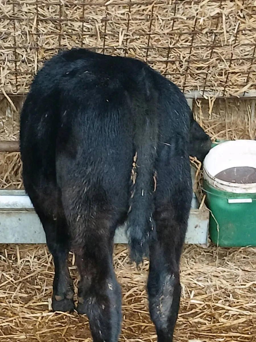 9  weaned heifer's - Image 2