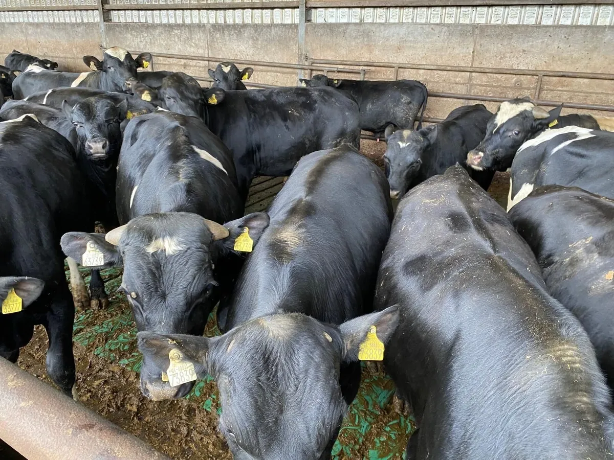 2025 Born Bulls - Image 3