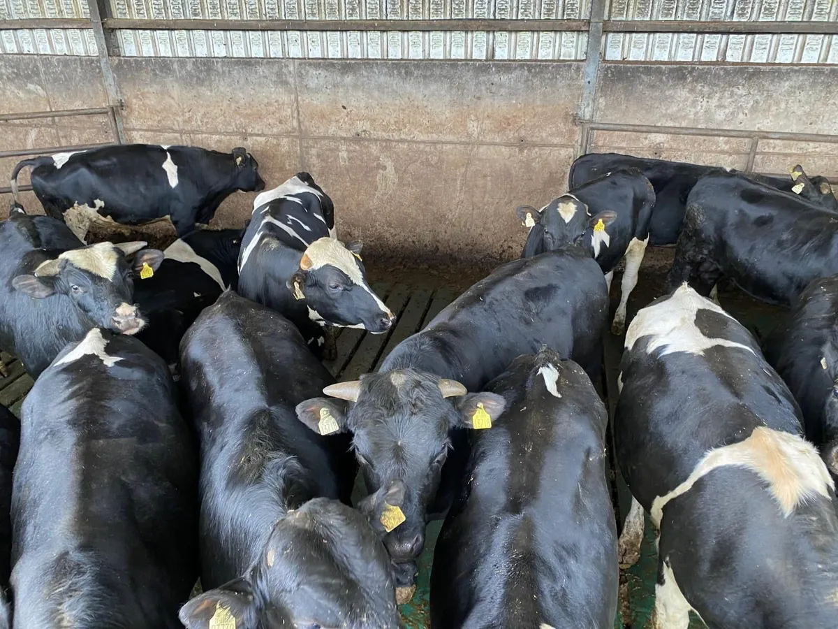 2025 Born Bulls - Image 2